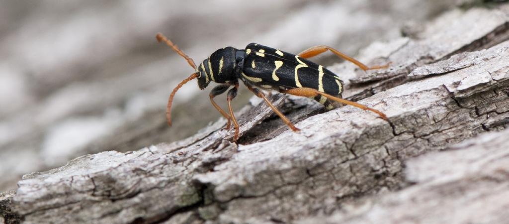 Naturvärden i grot och bränsleved Döda träd och träddelar, så som grot och bränsleved, är viktiga för naturvården. Cirka 40 procent av de rödlistade skogsarterna har en koppling till död ved.