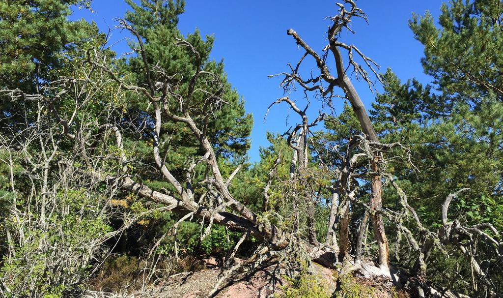 Toppen av en grov tall på en solbelyst stenhäll är värdefull för olika insekter och lavar under många år.