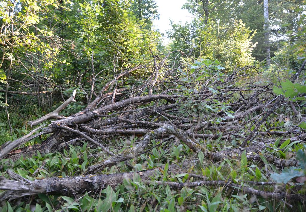Nivå 2 Särskild hänsyn i K- och NS-bestånd. Lämna minst tio grova trädtoppar per hektar. Försök anpassa tidpunkt för avverkning och flisning. Täck produktionsvältor av löv med gran eller björk.