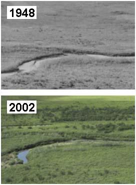 normalised difference vegetation index NDVI = NIR R NIR + R Change in land surface greenness 1982-1999* increasing greenness