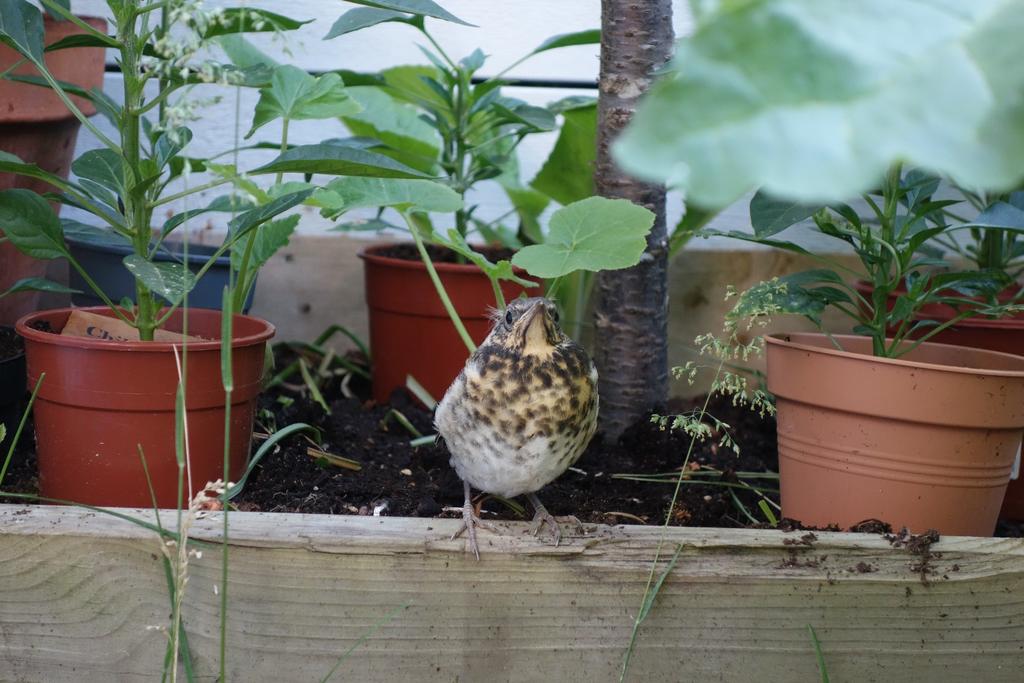 Komplettera samtalskorten med bilder!