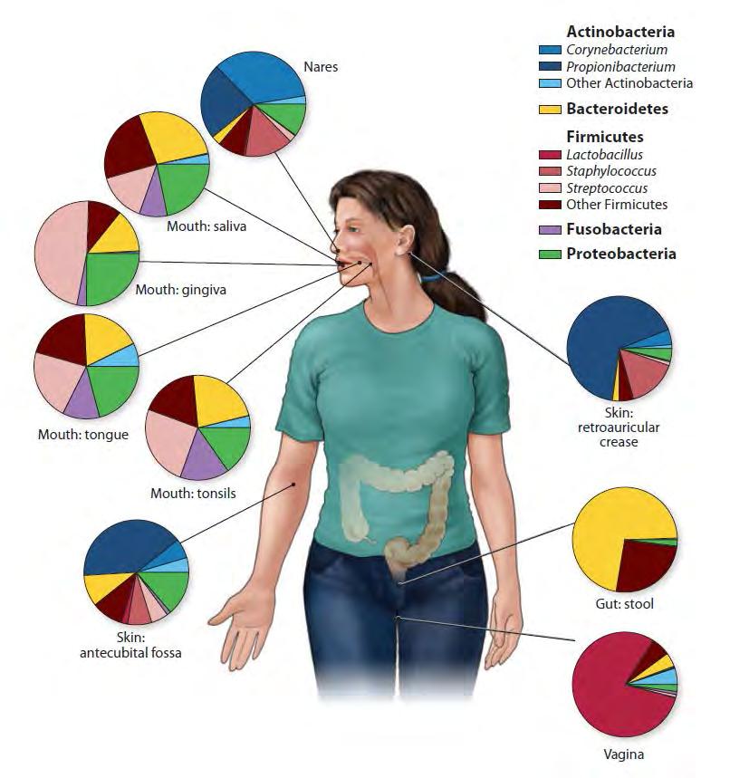 Patienterna fungerar som rörlig reservoir tarmen huden munhåla Grice, E. A. and J. A. Segre (2012).
