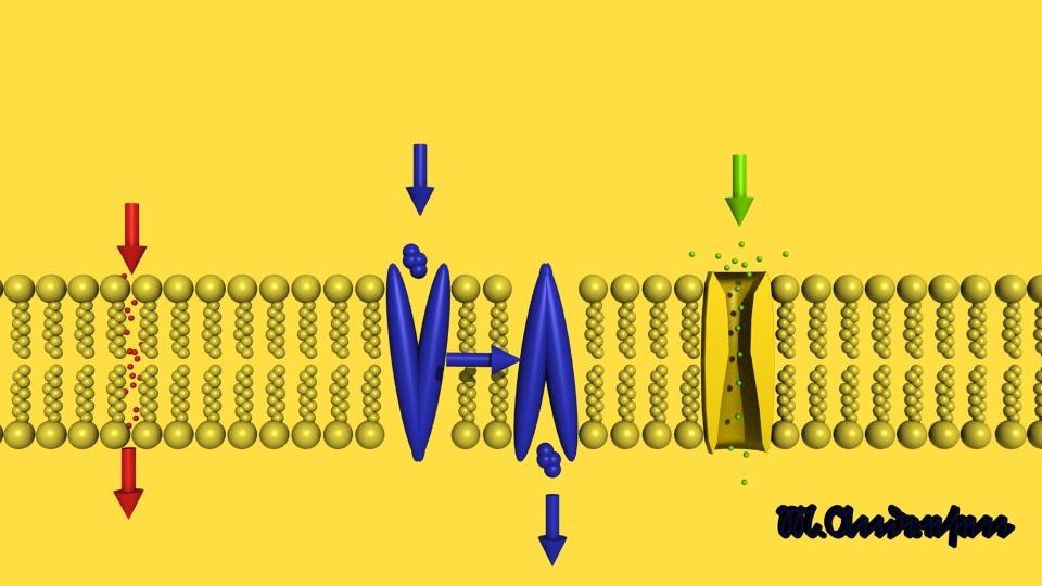 Membrantransport Diffusion genom