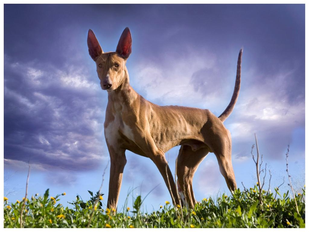 PODENCO CANARIO Här redovisas standarden med inledande jämförande kommentarer till kusinraserna podenco ibicenco och faraohunden.
