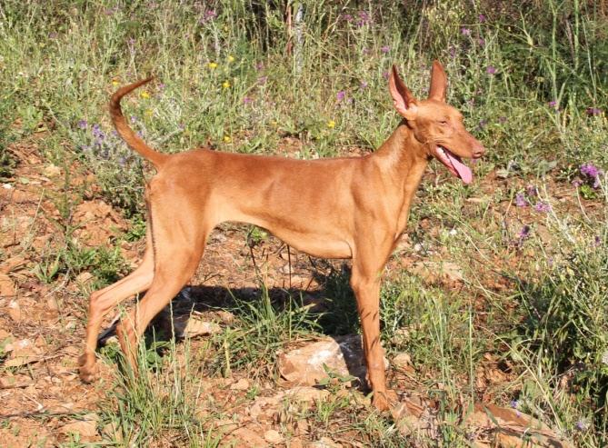 PODENCO CANARIO FCI nr 329 FCI-KLASSIFIKATION: Grupp 5, sektion 7 FCI-STANDARD på spanska publicerad 1999-11-03 FCI-STANDARD FASTSTÄLLD av FCI General Committee 1987-06-24 SKKs STANDARDKOMMITTÉ