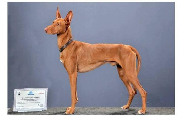 UPPFÖRANDE/KARAKTÄR: Podenco canario skall vara energisk och alert. Den skall vara nobel och aldrig aggressiv.
