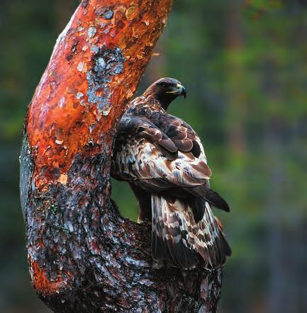 3. Naturvårdsmålen i Ekopark Håckren Beskrivning av de ekologiska målbilderna i Ekopark Håckren Som ett resultat av fältinventeringen och de efterföljande landskaps- och mångfaldsanalyserna har ett