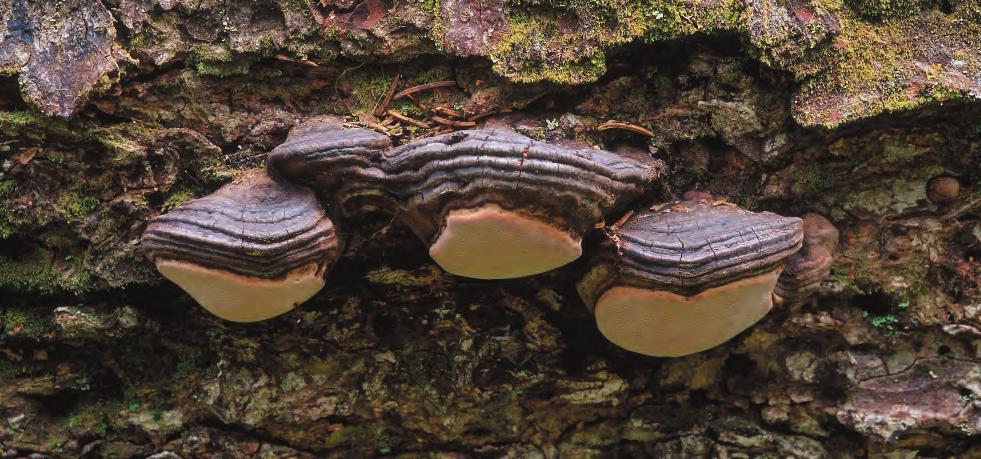 Rosenticka (Fomitopsis rosea) En mörk, hovformad ticka med blekt rosafärgad undersida, som växer uteslutande på grova granlågor i gammal