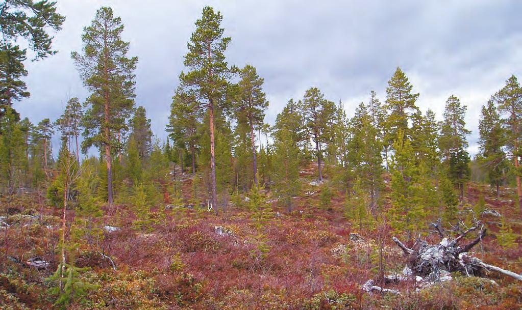 Produktionsskogen målklasser PG och PF Skogsbestånd utan egentliga naturvärden kommer att användas för att producera skog.