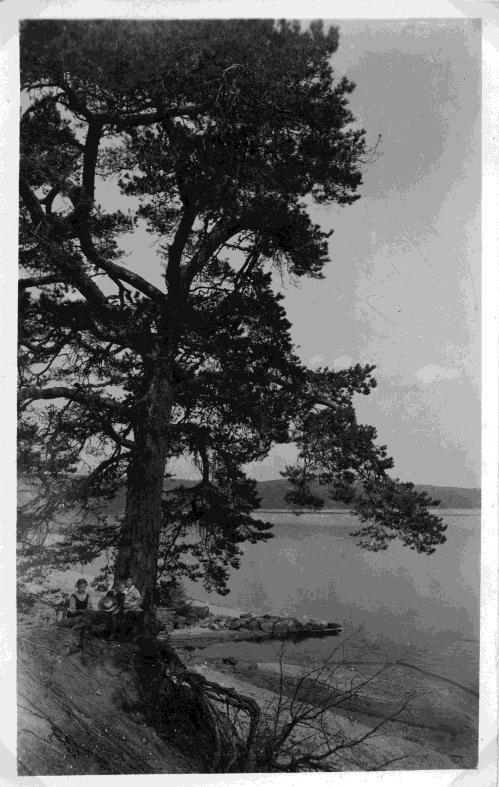 1920- talet, blev trädet registrerat som "Smålandstallen.