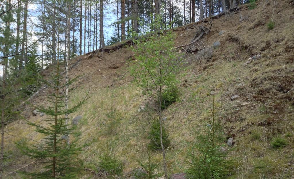 4.3.4 Taberg och Månsarp, lokal 4E Läge: 700 m sydväst om Månsarp järnvägsstation, 600 m öster om Renstorp. På Holmåsen. Beskrivning: Lokalen är ett gammalt grustag cirka 175x400 m.