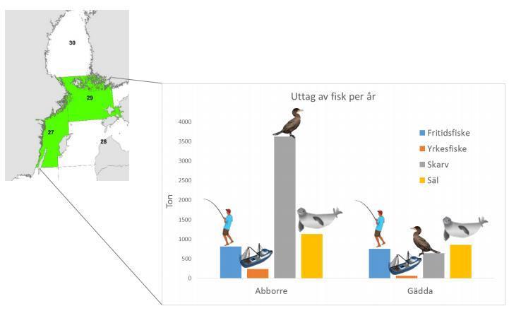 VÄSTRA NYLANDS FISKEOMRÅDE SIDA 4/6 Gråsälarna är ett stort problem för yrkesfisket. På Finlands Viltcentrals hemsida uppskattas att den totala stammen i Östersjön är 40 000 50 000 gråsälar.