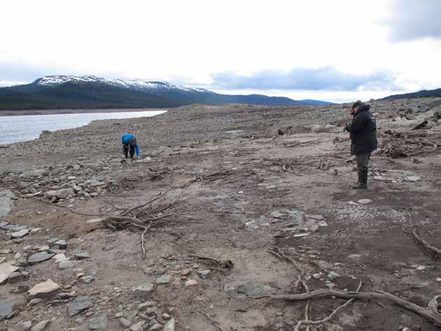 Figur 2. Erosion av en tidigare okänd boplats vid ett reglerat vattendrag i Västerbottens län. Foto: Susanne Sundström, Västerbottens museum.