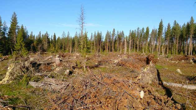 Figur 3. Stormfällda träd efter stormen Hilde, vilken drabbade länet i november 2014. Foto: Kjell Edvinger.