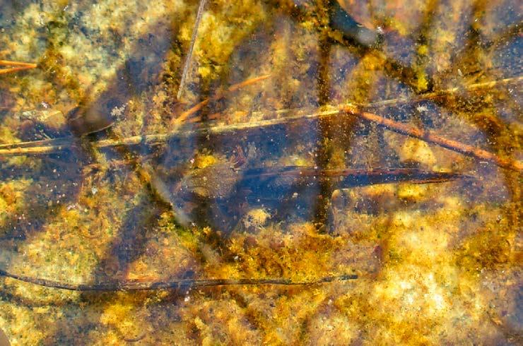 Figur 3 3. Yngel av större vattensalamander i göl 11g. Foto: Erik Zachariassen.