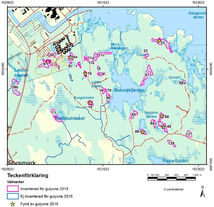 Figur 4 2. Våtmarker i Forsmarksområdet med förekomst av gulyxne 2015. Våtmarker som är inventerade markeras med rosa linje och siffra. Våtmarker med stjärna markerar var gulyxne registrerades 2015.
