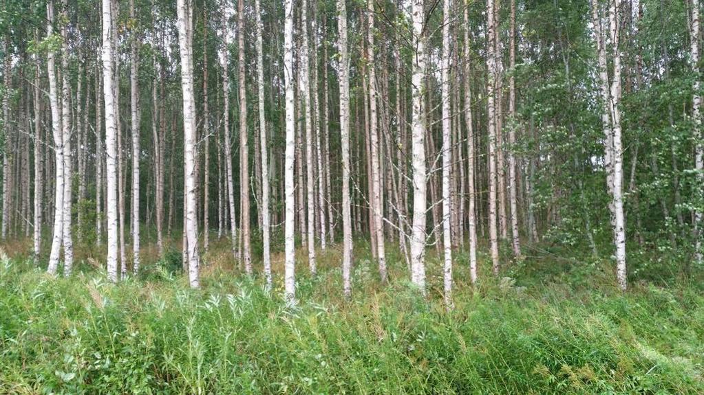 som beskogats och här växer nu en ca 20-årig björkskog. Här förekommer även rikligt med älggräs (Filipendula ulmaria) och duntrave (Epilobium angustifolium) i fältskiktet. Bild 3.