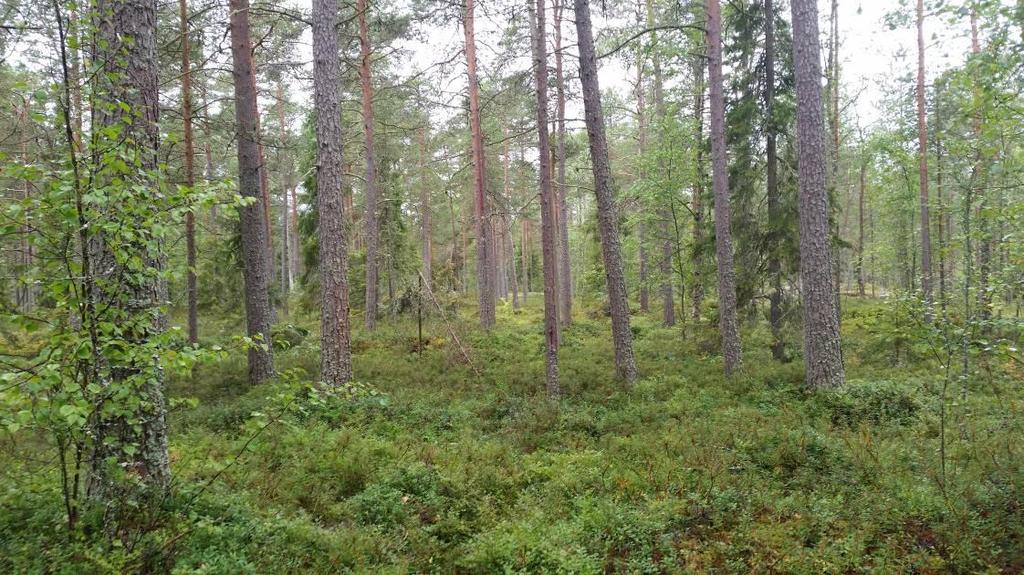 Som ett underskikt och i buskskiktet förekommer lite gran (Picea abies). I buskskiktet förekommer därtill lite enris (Juniperus communis) och rönn (Sorbus aucuparia).