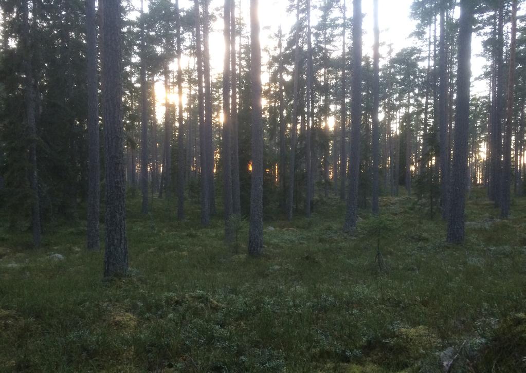 Tjäderinventering Nybro-Hemsjö Planerad luftburen elledning genom Kalmar, Kronoberg och Blekinge län Produktion: Enetjärn Natur AB 2017 Sekretess Denna rapport faller inom offentlighets- och