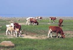 Friskängar Friskängarna har en jordmån med rätt god förmåga att hålla fukt, vilket gör att deras vegetation kan vara frodig. Traditionellt har de varit de bästa ängsmarkerna för jordbruket.