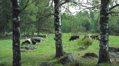 Ängarna med sin blomrikedom och skogsdungarna med lövträd utgör livsmiljöer för många insektarter. Skötseln av lövängarna börjar med en vårstädning.