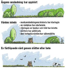 Rekommendationder På de områden som skall iståndsättas borde man sprida ut gallringen av träden över flera år. En alltför kraftig gallring gör att ytvegetationen blir frodig.