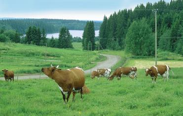 Betesdrift på naturbeten upprätthåller och befrämjar den biologiska mångfalden bl.a. genom att bredda floran samt öka antalet insekter och insektätande fåglar.