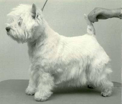 Förhållandet mellan bröstdjup och ben skall vara fifty fifty, en cairnterrier har 1/3 bröstkorg och 2/3 ben, medan en skotsk terrier har 2/3 bröstkorg och 1/3 ben.