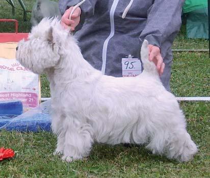 En god regel är att en ung hund skall se ut som en ung hund.