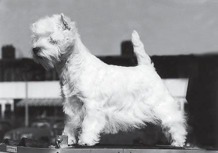 Rörelserna skall vara fria, lediga och parallella. För att så skall vara fallet måste hunden ha tillräckligt med vinklar både fram och bak, eller vara homogent vinklad.