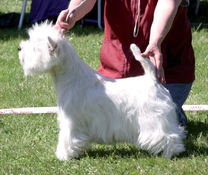NOTA BENE Hund får ej prisbelönas om den är aggressiv eller extremt skygg eller om den har anatomiska