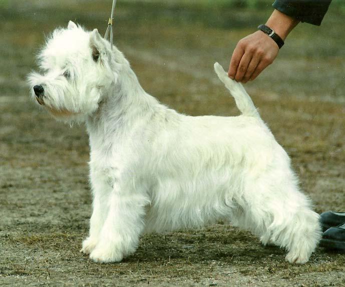 WEST HIGHLAND WHITE TERRIER & RAS (Rasspecifika AvelsStrategier) Detta är texten från RAS, som handlar om exteriör, enkel beskrivning av rasen och kort och vad som är viktigt att tänka på när det