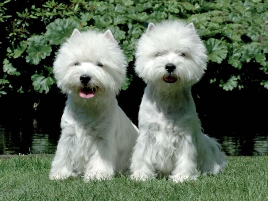 KORT INTRODUKTION Domarkompendium för West Highland White Terrier sammanställt av rasklubben westiealliansen, inför terrierklubbens domarkonferens 2011.