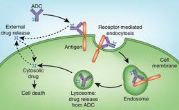 Antikroppari vardagsonkologin Läkemedel Antikropp Antigen Användning Biverkningar Mabthera rituximab CD20 Lymfom Frossa, anafylaxi Herceptin trastuzumab HER2 Bröstcancer Hjärtsvikt Perjeta pertuzumab