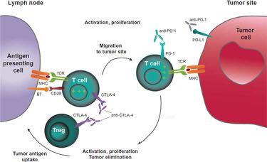 Immunterapi Cytokiner Interferon Interleukin Monoklonala antikroppar Vacciner Hela celler/lysat Proteiner DNA