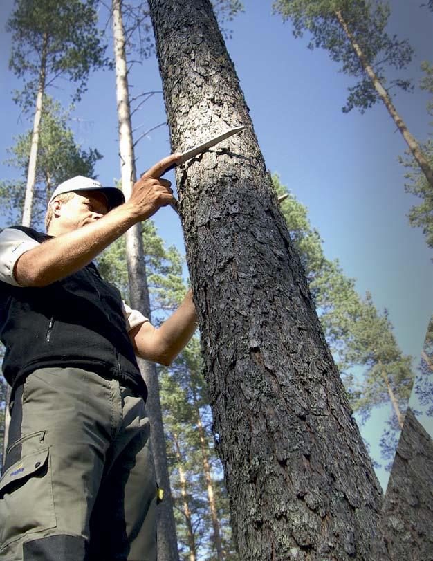 Tänk om du hade en egen skogvaktare... Din skog är ett levande system, som med rätt omsorg och skötsel växer på det sätt du vill.