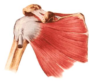 Rotator Cuff