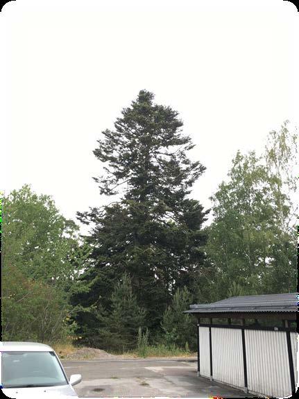 Ekonomisk trädvärdering vid Ekenhillsvägen, Eskilstuna Juni 2018 Svartsjö