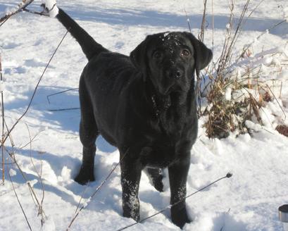 Tranåsens kennel önskar alla valpköpare & vänner God Jul & Gott Nytt År Tranåsens Soft As Dark Duchesse Chess e SE U(U)CH Annual s Trendsetter u Tranåsens