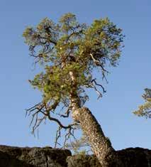 En tredjedel av alla skogar i världen är urskogar. I Sverige finns det få urskogar kvar. Bara ett par procent av alla skogar är urskogar, och de ligger ofta nära fjällen i norra Sverige.
