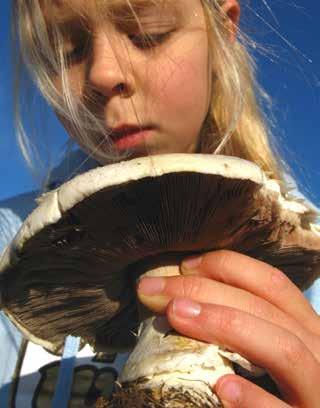 Den ljusa ringen bildas på våren när trädet dricker mycket vatten, den mörka på hösten när trädet dricker mindre. Årsringarna talar om trädets ålder.
