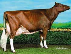 Lake-red Stmb nr 92132 Kod nr 9-7553 F: Ladd P M: Adelyn VG-86 Larabee Stmb nr 91546 Kod nr 9-7414 F: Mogul M: Firebee GP-84 MF: Super MM: Aiko EX-91 MF: Bronco MM: Firesong VG-87 MMF: Goldwyn MMM: