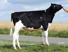 Louis PP Stmb nr 92 Kod nr 9-7550 F: Ladd P M: Midnite 13 Patron P Stmb nr 910 Kod nr 9-7546 F: Parker P M: Luna VG-85 MF: Epic MM: Midnite 4 VG-86 MF: Beacon MM: Lavendel GP-84