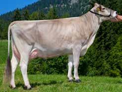 Huzit Stmb nr 232 Kod nr 7-1459 Jaguar Stmb nr 568 Kod nr 7-14 F: Hupoly M: Zita VG-89 F: Juleng M: Mona VG-88 MF: Denmark MM: Zilena GP-81 MF: Huray MM: Molli MMF: Plino MMM: Ze MMF: Vinikt MMM: