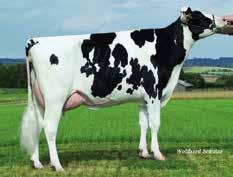 Goldday Stmb nr Kod nr 9-7242 F: Goldwyn M: Destiny VG-87 Jentin Stmb nr 91545 Kod nr 9-7413 F: Jeeves M: Ida 570 VG-85 MF: O-man MM: M D Daisy EX-92 MF: Goldwin MM: Ivonne VG-85 MMF: Durham MMM: M L
