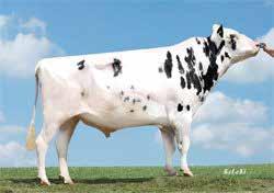Mabuse Stmb nr 919 Kod nr 9-7534 F: Man-O-Man M: Nikola EX- Short Cut Stmb nr 91285 Kod nr 9-7315 F: Shottle M: Sumatra VG 86 MF: Shottle MM: Naomi VG-86 MF: Lambada MM: Schakira VG 85 MMF: Freelanze
