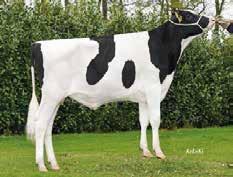 Basical Stmb nr 915 Kod nr 9-7511 F: Balisto M: COL Wanja Blue P Stmb nr 91849 Kod nr 9-7510 F: Boss M: Alina VG-85 MF: Epic MM: Z M Wanja VG-87 MF: Mitey P MM: Asta G-84 MMF: Man-O-Man MMM: Z D