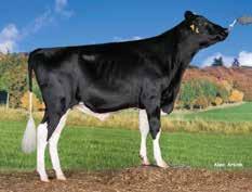 Brentano Stmb nr 917 Kod nr 9-7531 F: Balisto M: Vekismairy Chanel Stmb nr 916 Kod nr 9-7530 F: Chevrolet M: RR Eli MF: Sudan MM: Melody VG-85 MF: Bokeem MM: RR Elis EX- MMF: Xacobeo MMM: Caos Mary