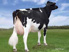 Davos Stmb nr 911 Kod nr 9-7547 F: Daddy M: Calida Epochal Stmb nr 91542 Kod nr 9-7392 F: Epic M: Marilyn 279 VG-86 MF: Freddie MM: Regancrest S Chassity MF: Planet MM: Marilyn 193 VG-88 MMF: Shottle