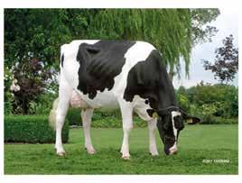 88 t t grzg 142 grzm grze grzs grzn grzr Hälsa RZFit 136 Kalvn far Kalvn mf Mjölkbarhet Lynne aaa 342516 Mjölkkatär sexad 8 kg -0,04 % 45 kg -0,05 % 37 kg 160 Marilyn mor till Epochal Bröstd Korsd
